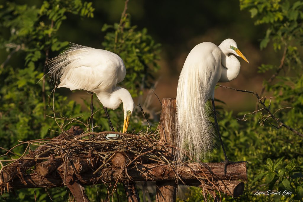 New Egret Family - Limited Edition